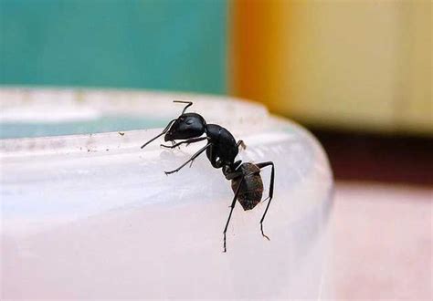 家裡有小螞蟻 鍾馗擺放
